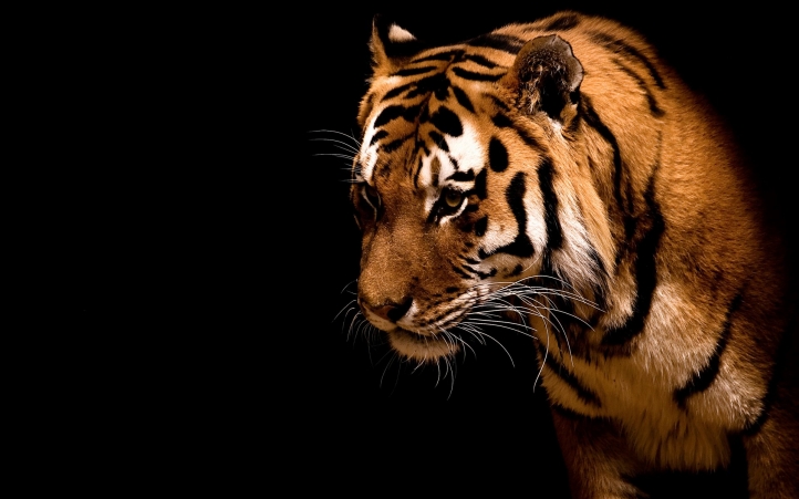 LE MUSEE DU TIGRE Tigre-12
