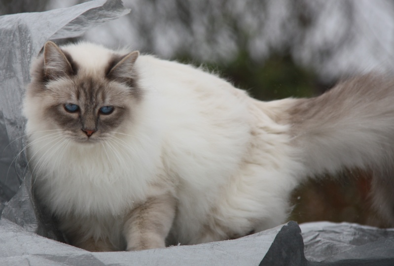 Lilou des Chaussons blancs Chats_15