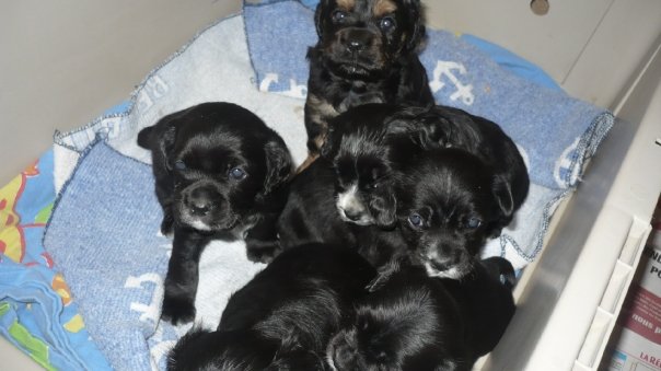 Chiots cocker américain X teckel/papillon Chiots11