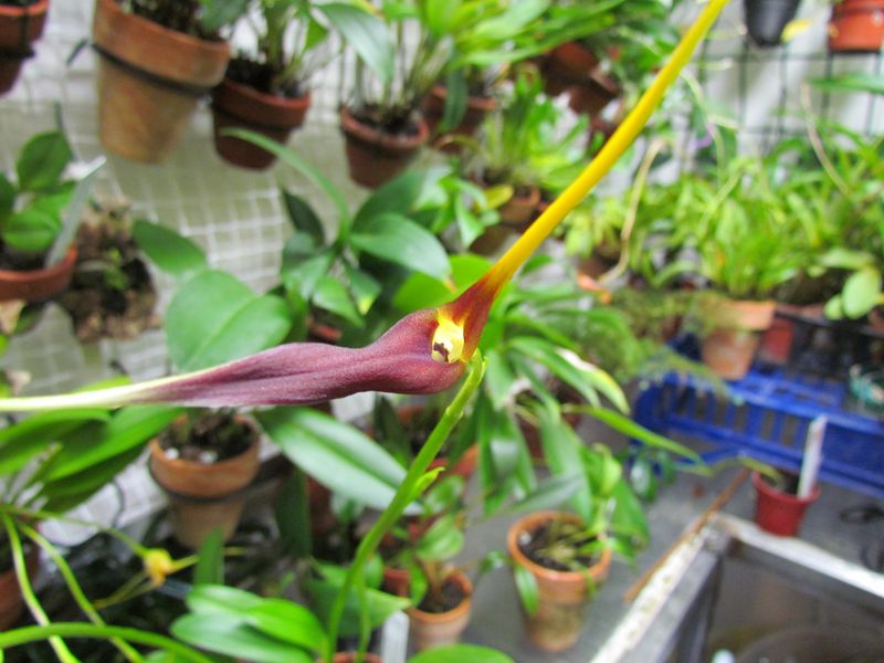 Alaticaulia impostor ( ex. Masdevallia impostor) Img_1021