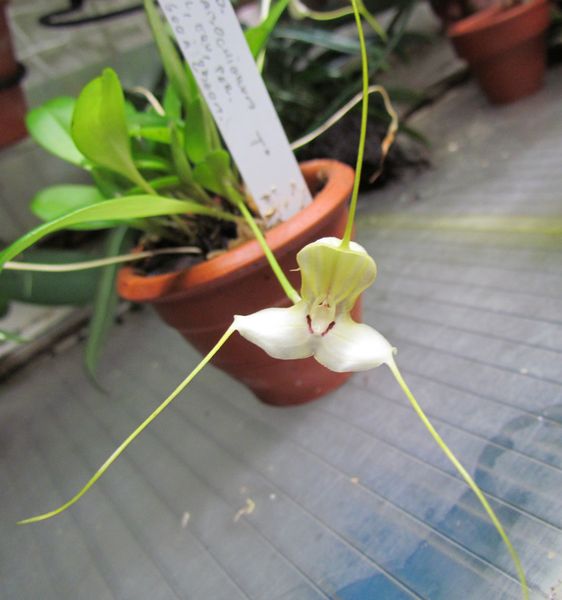 Masdevallia klabochiorum Img_1218