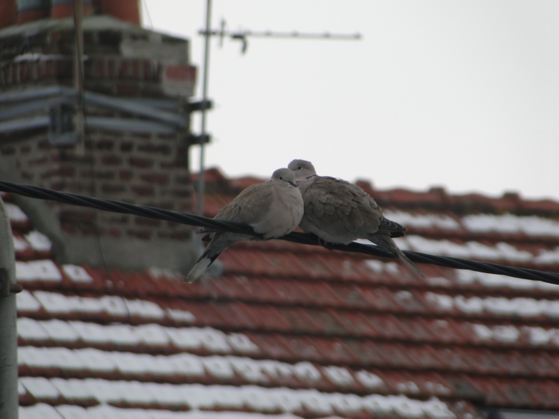 couve - Tourterelle qui couve en plein hiver ? Dsc01711