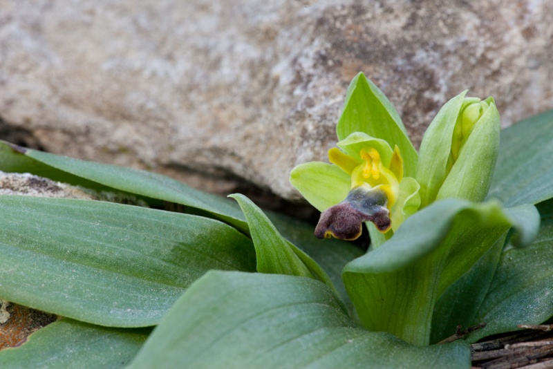 Les premières Ophrys de 2013 _mg_7212