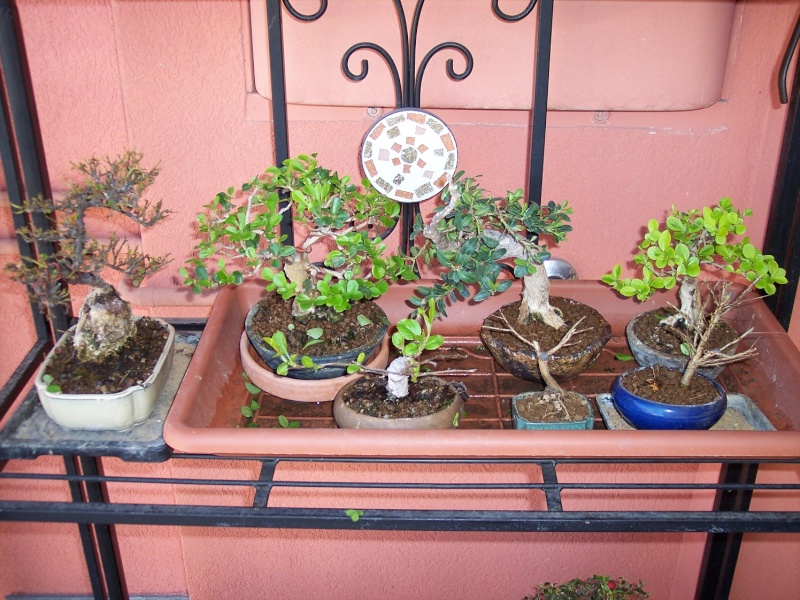 Dove coltiviamo i nostri bonsai Balcon12