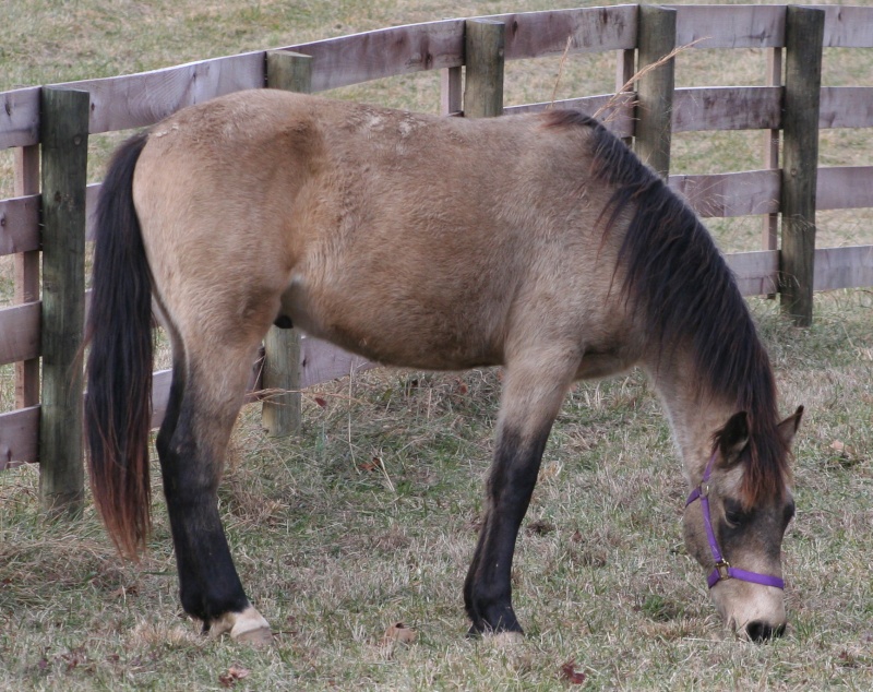 Rocky Mountain buckskin with silver? Hd1110