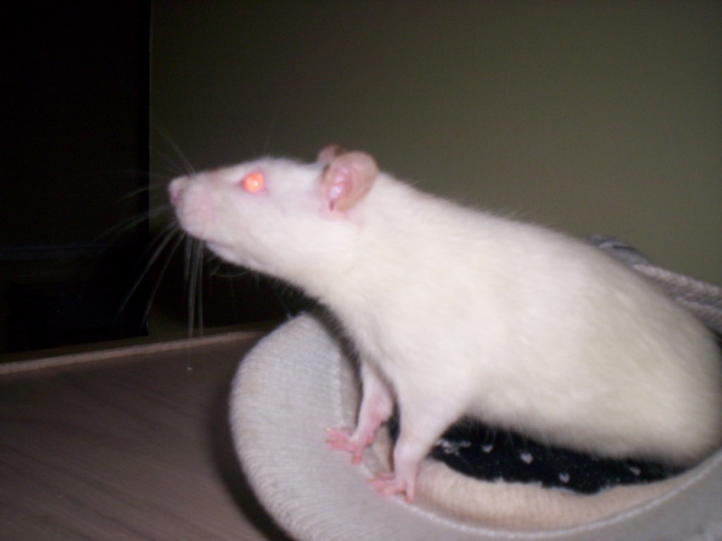 Les ratons de Phénix ! 103_1323