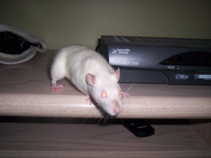 Les ratons de Phénix ! 103_1324