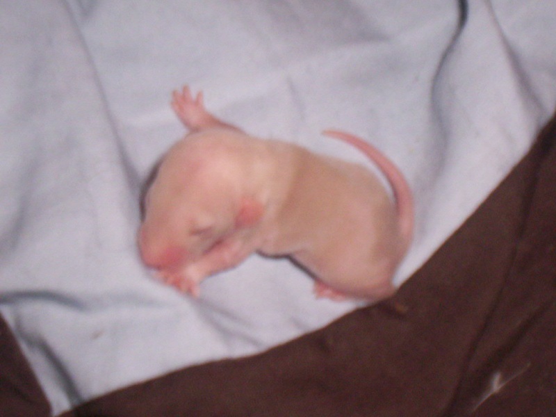 Les ratons de Phénix ! 103_1412