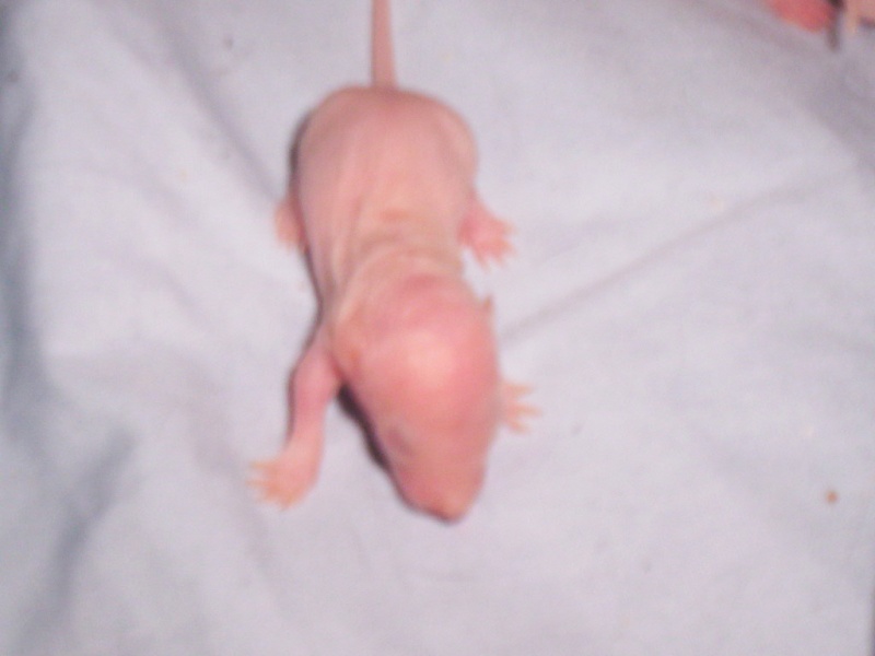 Les ratons de Phénix ! 103_1417
