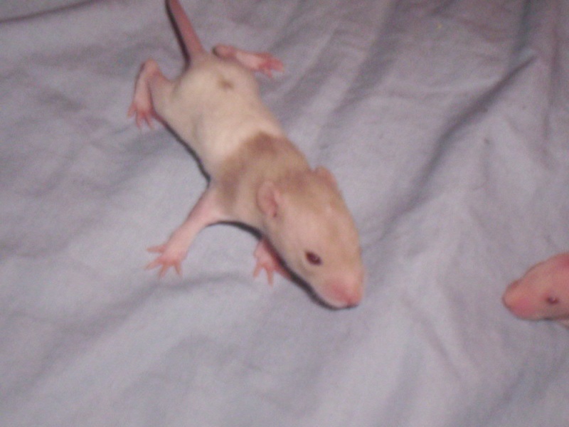 Les ratons de Phénix à 14 jours presque 15 ! 103_1448