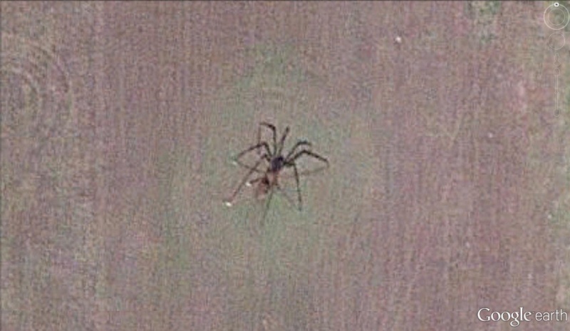 Araignée géante à Elberta, Alabama - USA Araign10