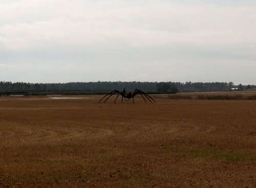 Araignée géante à Elberta, Alabama - USA Araign11