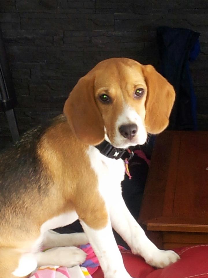 HIVANA - beagle 6 mois - Sos Animaux à Moineville  (54) 68443_10