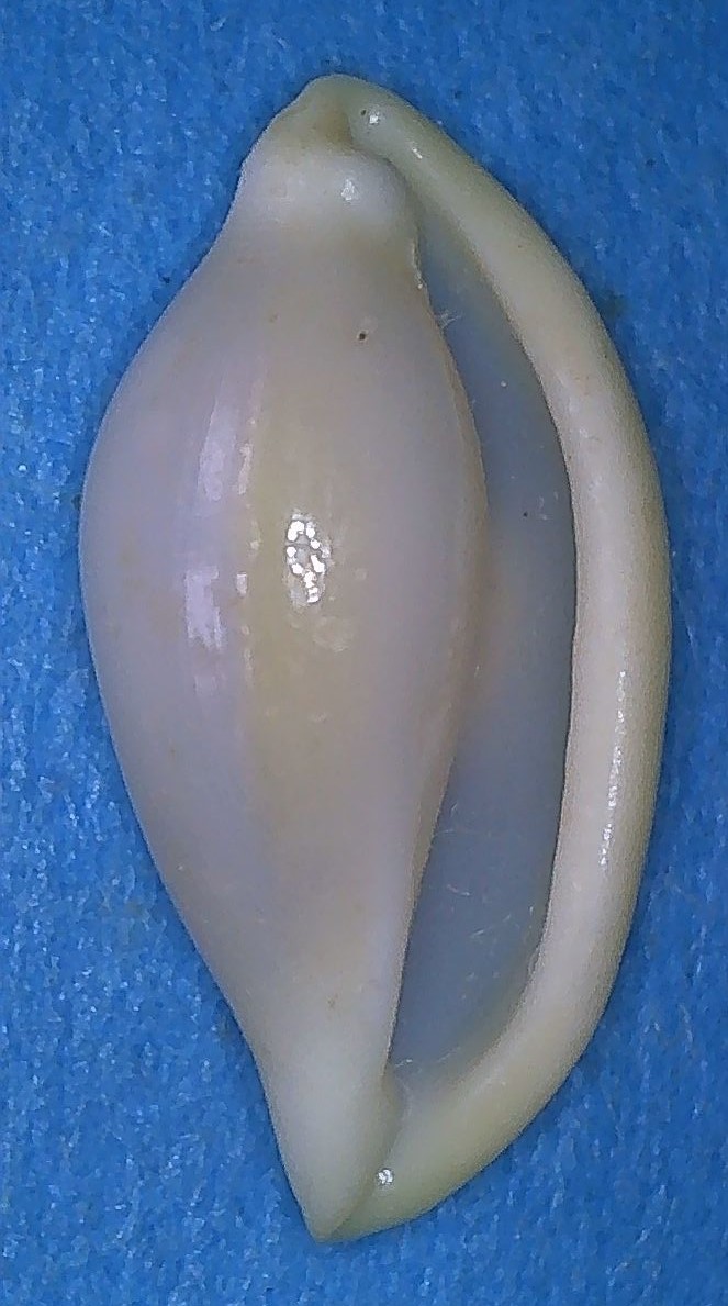 Simniinae Quasisimnia robertsoni  (C.N.Cate, 1973) 1-bali10