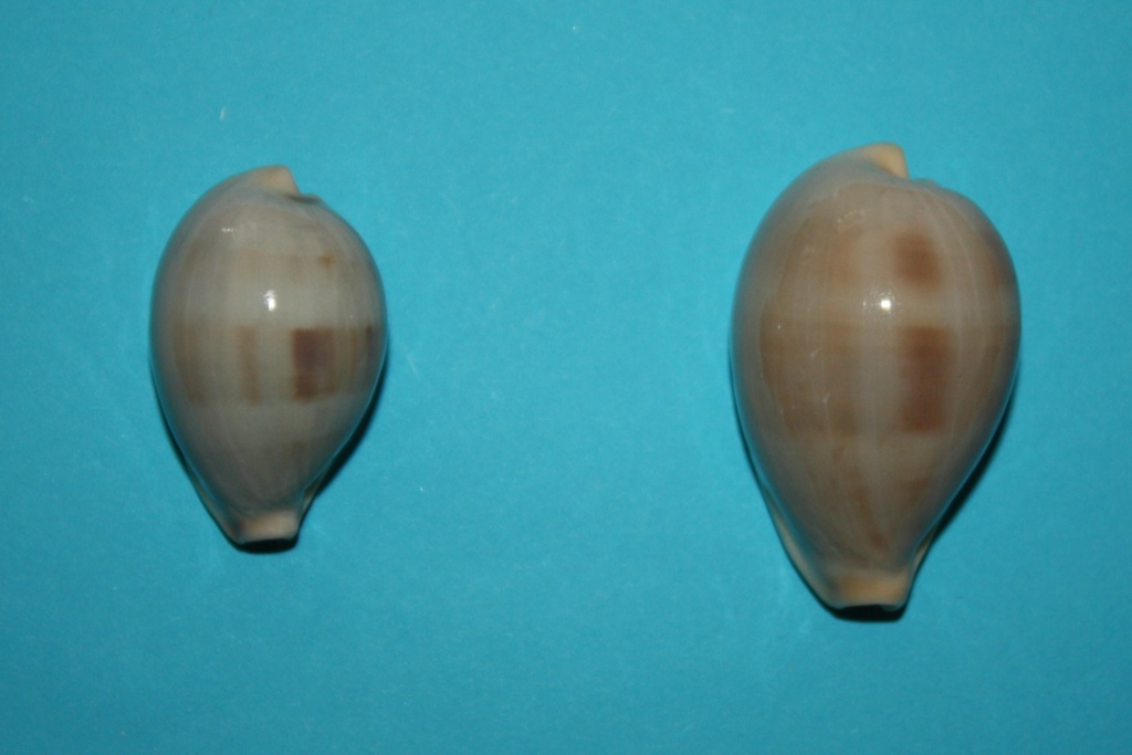 Erronea pyriformis angioyorum Biraghi, 1978 1-erro10