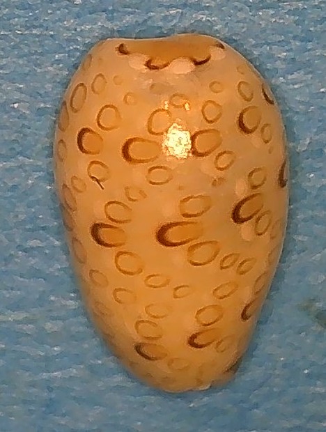 Persicula phrygia (Sowerby II, 1846) 1-pers10