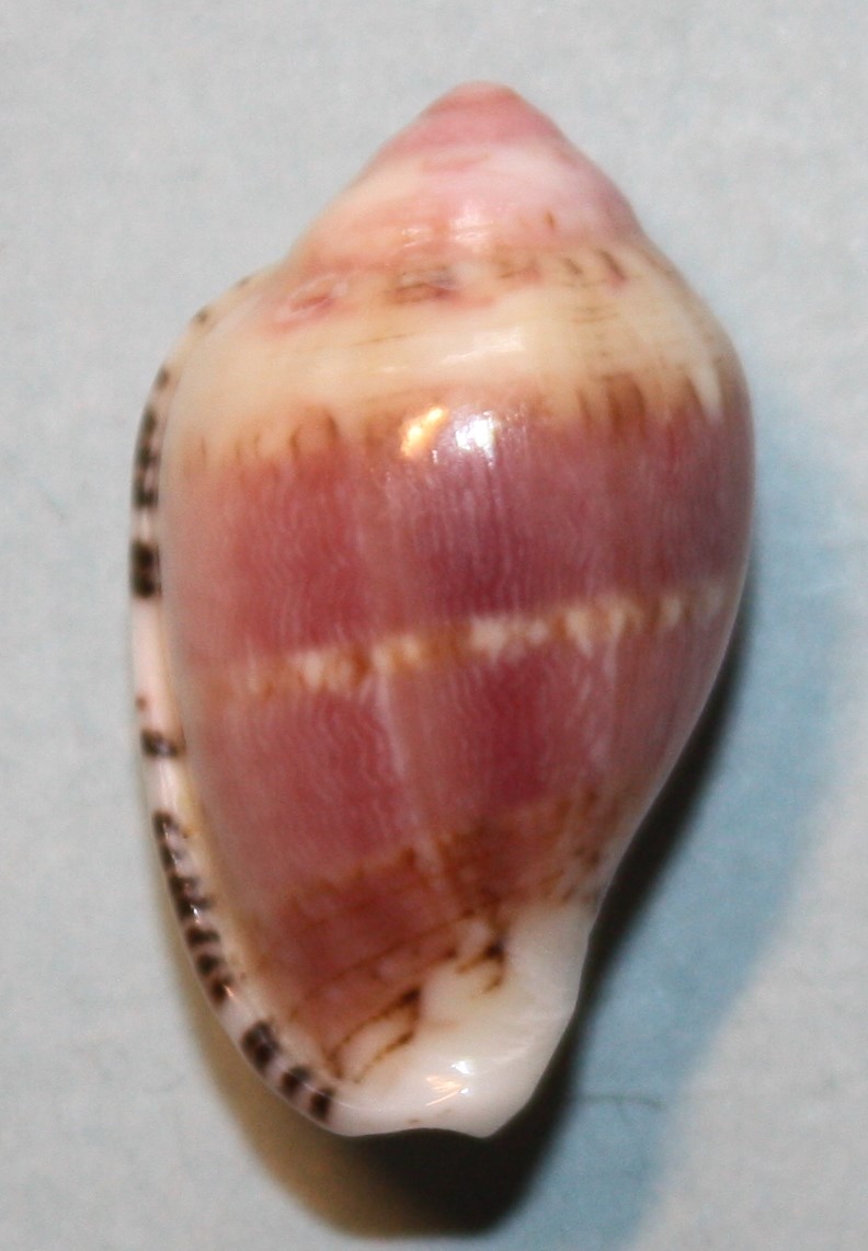 Marginella edwardensis S. G. Veldsman, 2013  1026