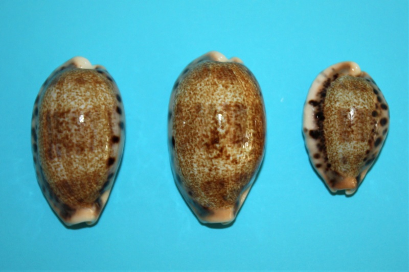 Erronea caurica nabeqensis - Heiman & Mienis, 2000 voir Erronea caurica quinquefasciata (Röding, 1798) 110
