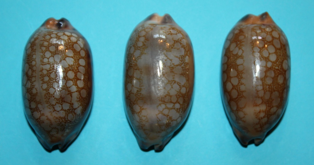 Mauritia scurra scurra - (Gmelin, 1791)  114