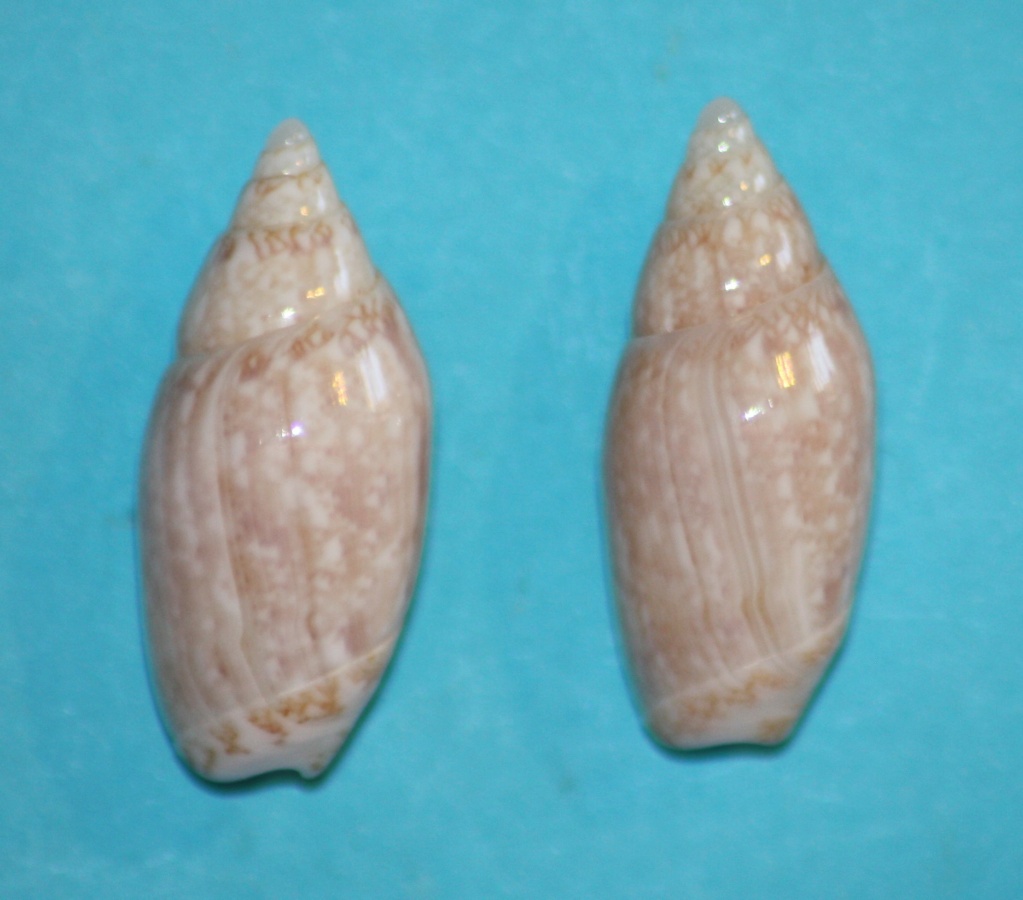 Jaspidella carminiae E.J.Petuch, 1992 1412