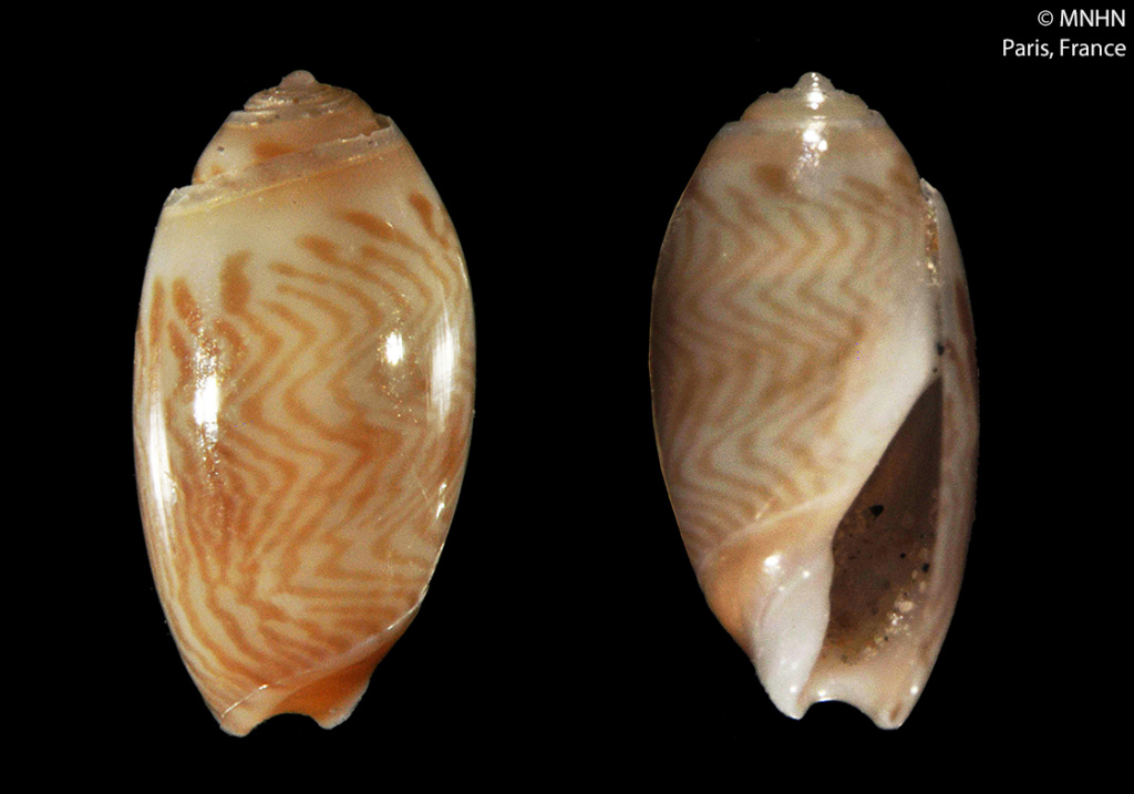 Olivella miliola (d'Orbigny, 1842) ou Macgintiella miliola (d'Orbigny, 1842) 14159010