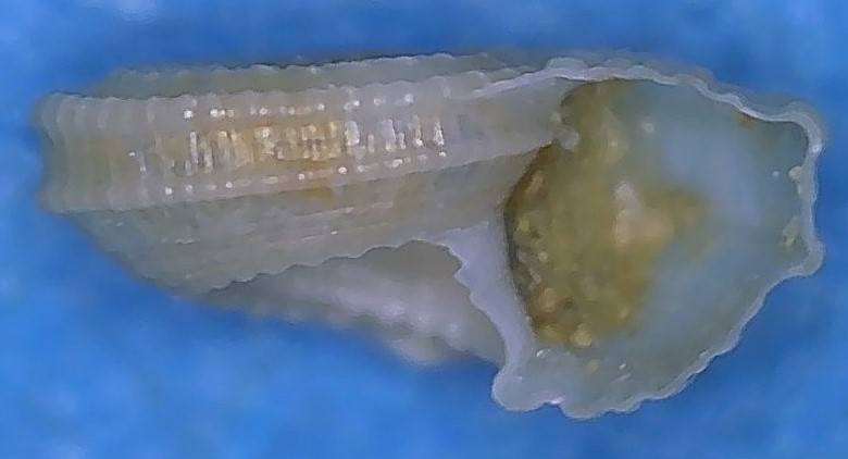Pseudotorinia architae  (O.G.Costa, 1841) 15_5mm10