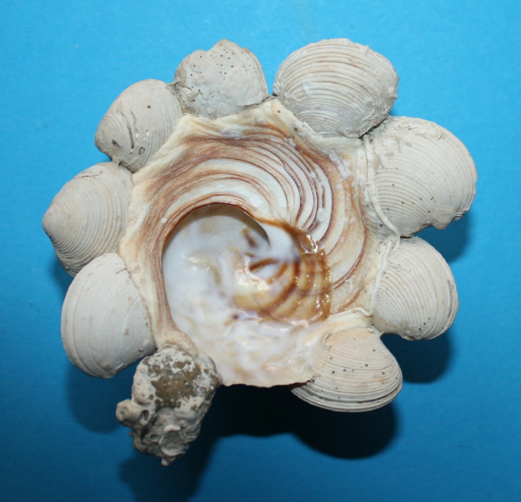 Xenophora neozelanica neozelanica Suter, 1908 173