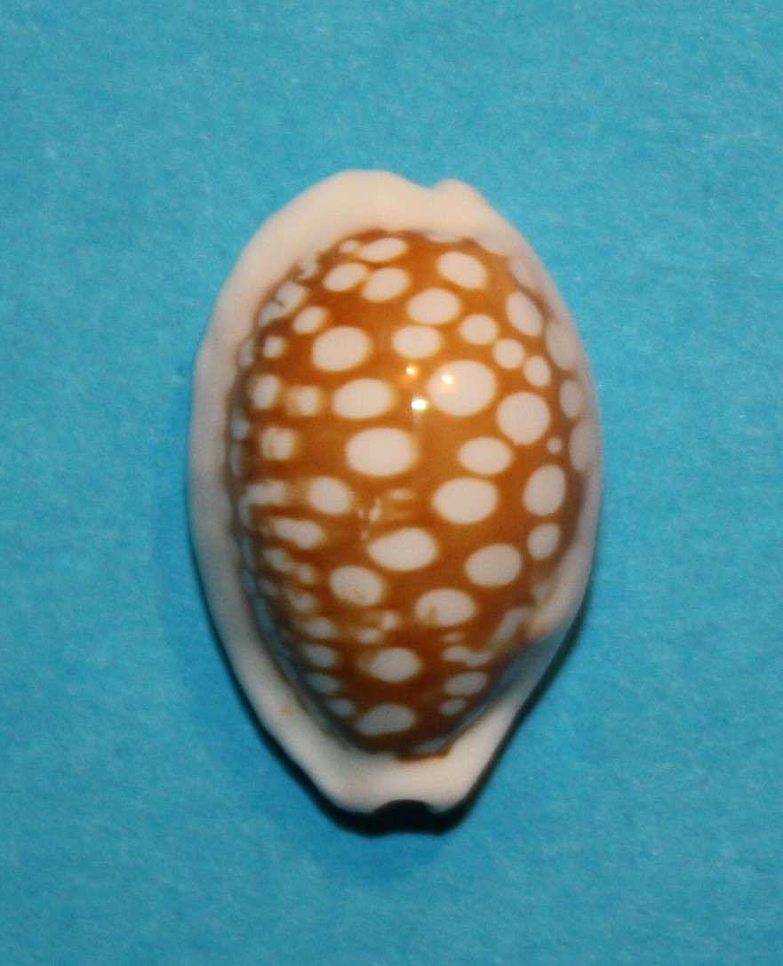 Cribrarula abaliena australiensis Lorenz, 2002 187