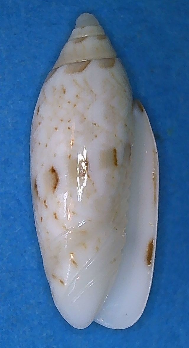 Acutoliva panniculata panniculata (Duclos, 1835) - Worms = Oliva (Acutoliva) panniculata Duclos, 1835 1_acut11
