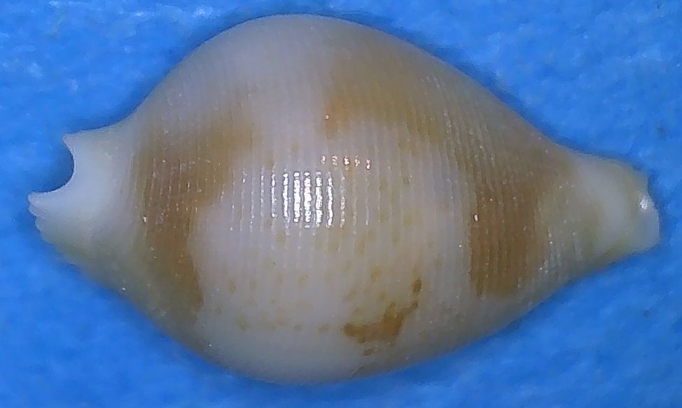 Pseudocypraea exquisita Petuch, 1979 1_bali10