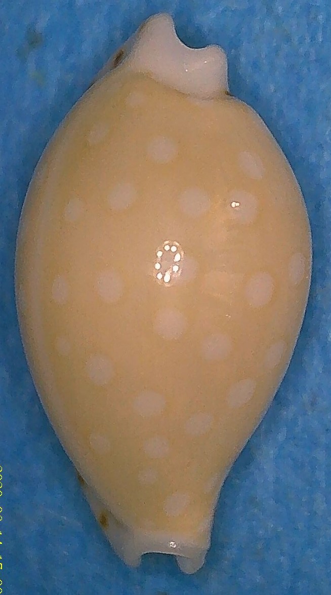 Cribrarula compta (Pease, 1860) 1_crib10