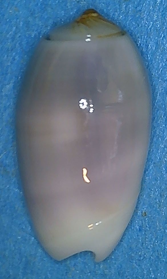 Galeola carneola f. violacea (Prior, 1975) - Worms = Oliva carneola (Gmelin, 1791) 1_gale16