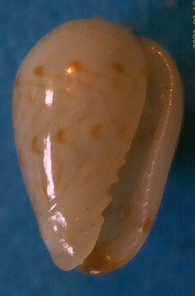 Gibberula almadiensis Pin & Boyer, 1995 1_gibb10