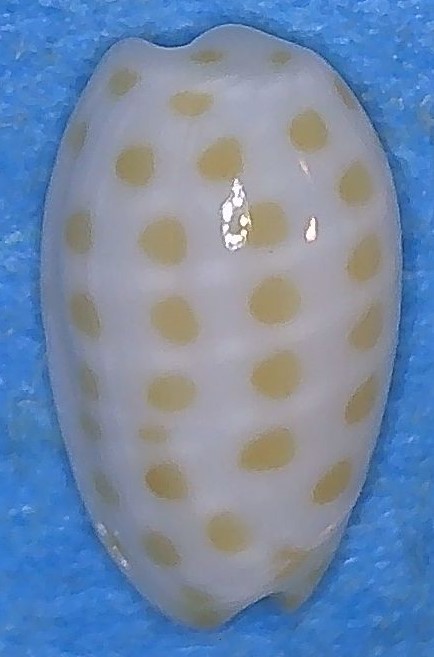 Persicula chrysomelina  (Redfield, 1848) 1_isla14