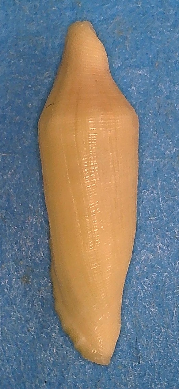 Prosimnia draconis  C.N.Cate, 1973 1_kavi10