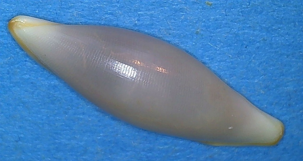 Simniinae Naviculavolva elegans  Fehse, 2009 1_kepp10
