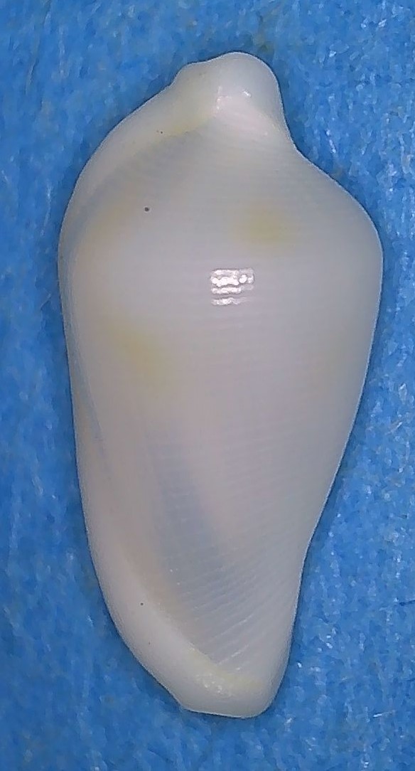 Dentiovula rutherfordiana (C. N. Cate, 1973) 1_kepp11