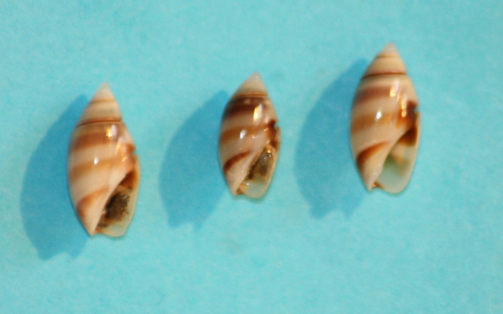 Olivella zonalis (Lamarck, 1811) ou Dactylidia zonalis (Lamarck, 1811) 1_left11