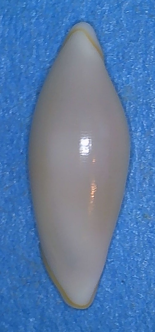 Simniinae Naviculavolva massierorum  (Fehse, 1999) 1_lung10