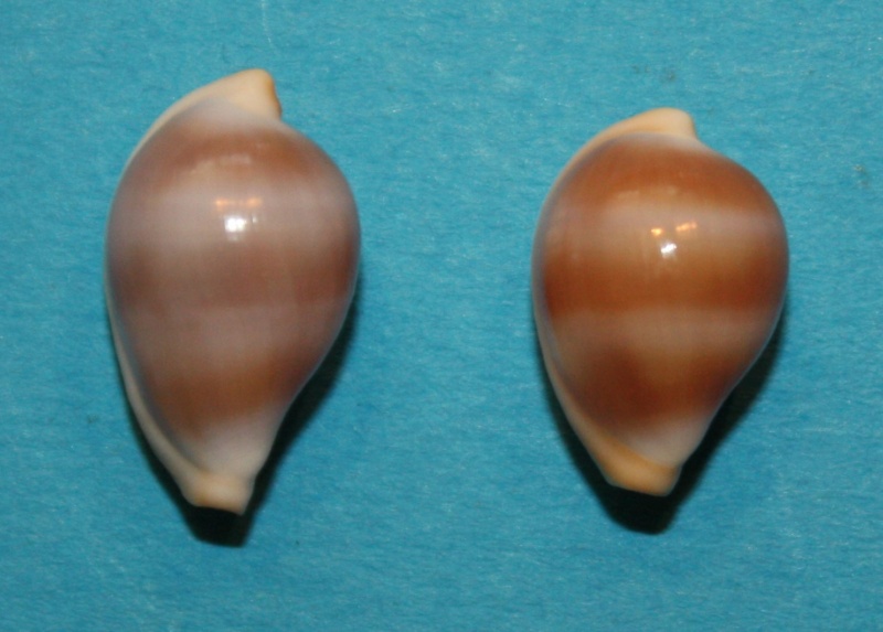 Margovula tinctilis C. N. Cate, 1973 1_marg31
