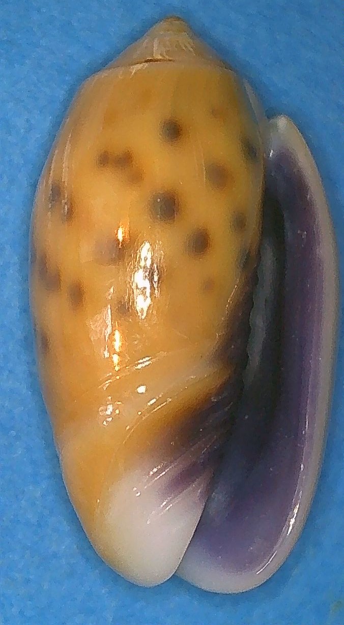 Olividae - Olivinae : Neocylindrus tessellata (Lamarck, 1811) - Worms = Oliva guttata Fischer von Waldheim, 1808 - Page 2 1_neoc10