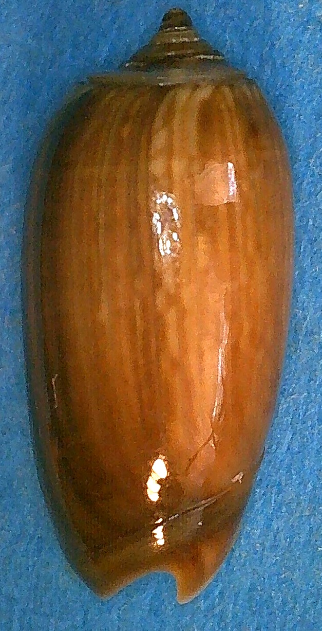Proxoliva fijiana (Tursch & Greifeneder, 2001) 1_oliv25