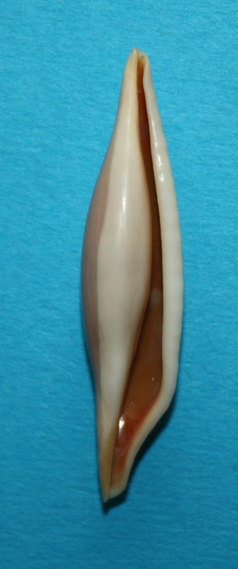 Phenacovolva philippinarum (G.B.Sowerby II, 1848) 1_phen10