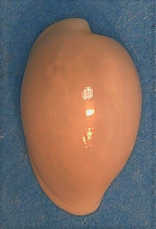 Prionovolvinae Prionovolva choshiensis  (Cate, 1973) 1_prio10