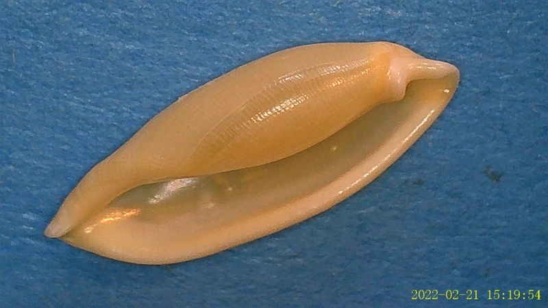 Simniinae Simnialena uniplicata  (G.B.Sowerby II, 1848) 1_simn18