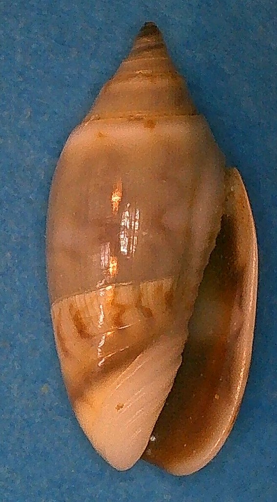 Olividae - Olivinae : Strephonella undatella undatella (Lamarck, 1811) - Worms = Oliva undatella (Lamarck, 1811)  1_stre10