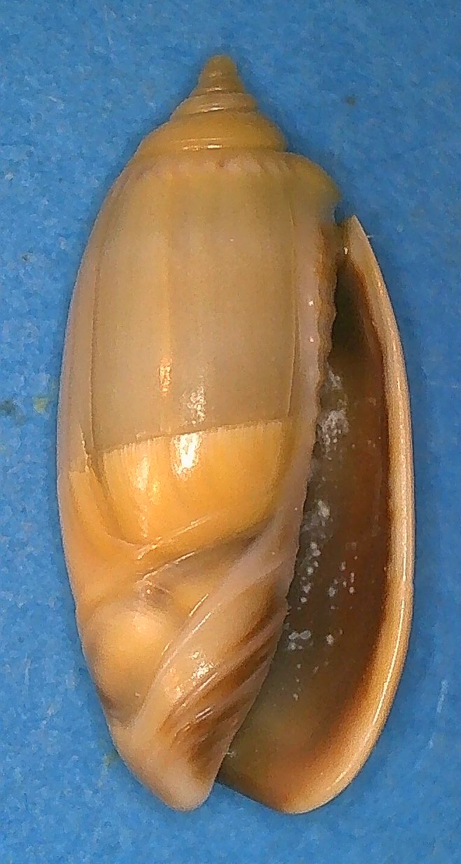 Olividae - Olivinae : Strephonella undatella equadoriana (Petuch & Sargent, 1986) - Worms = Oliva undatella Lamarck, 1811 1_stre11