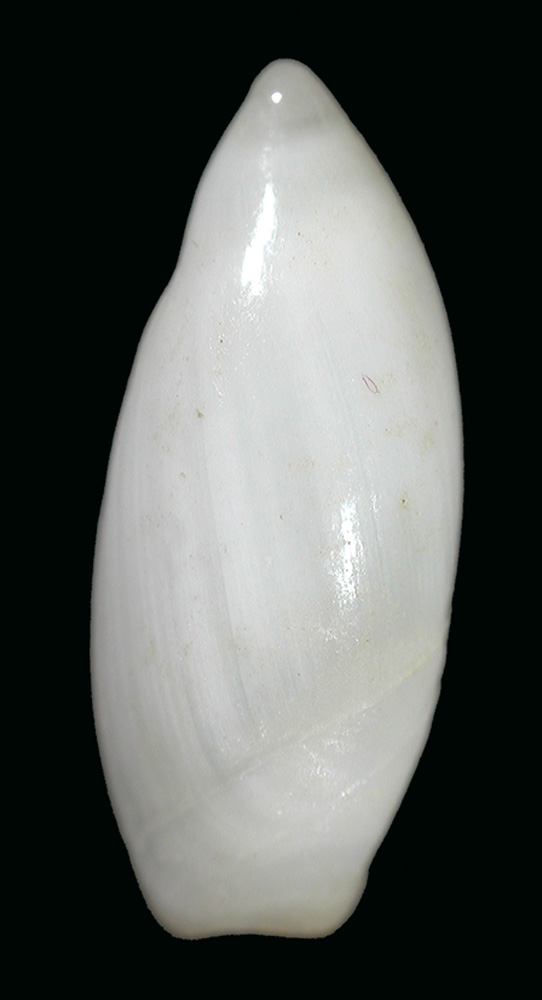 Ancilla cylindrica (Sowerby, 1859) 1_suri10