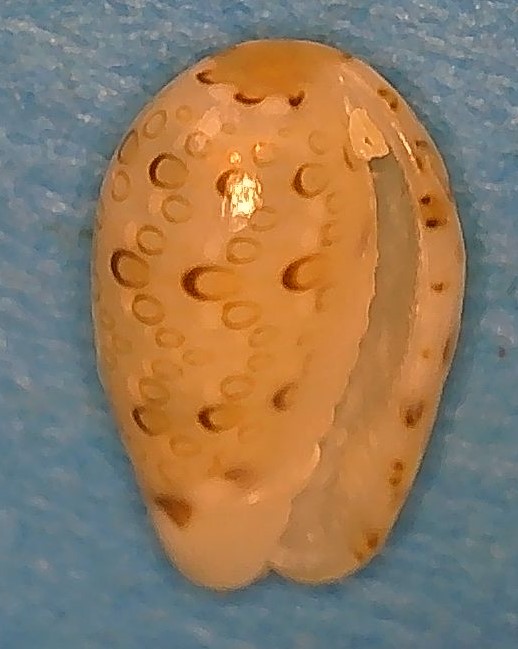 Persicula phrygia (Sowerby II, 1846) 2-pers10