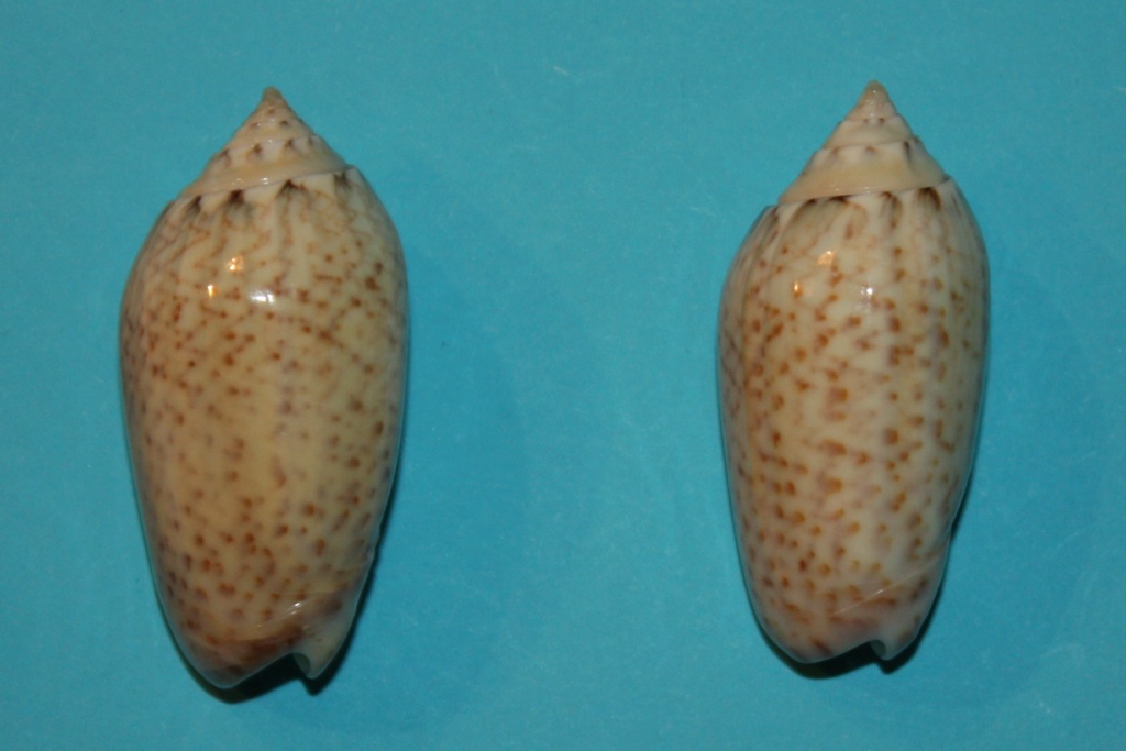 Americoliva pindarina (Duclos, 1840) - Worms = Oliva pindarina Duclos, 1840		 2-righ10